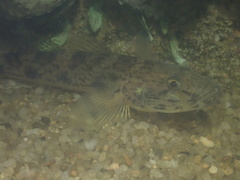 Glossogobius aureus