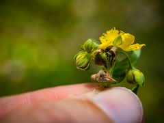 Hypericum ellipticum