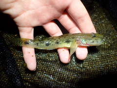 Glossogobius aureus
