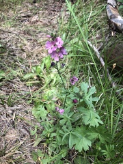 Sidalcea ranunculacea