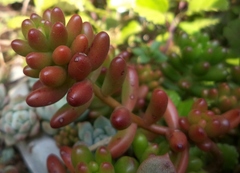 Sedum × rubrotinctum