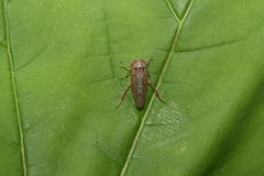 Idiocerus herrichii