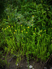 Hypericum ellipticum