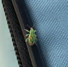 Coniatus tamarisci