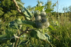 Arctium tomentosum