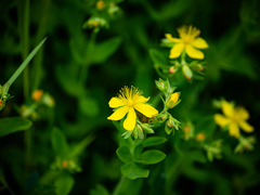 Hypericum ellipticum