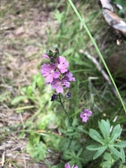 Sidalcea ranunculacea