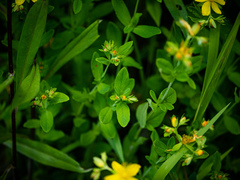 Hypericum ellipticum