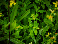 Hypericum ellipticum