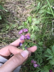 Sidalcea ranunculacea