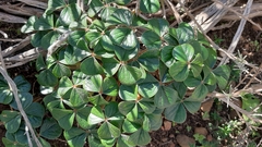 Oxalis strigosa