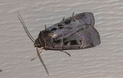 Pseudohermonassa tenuicula