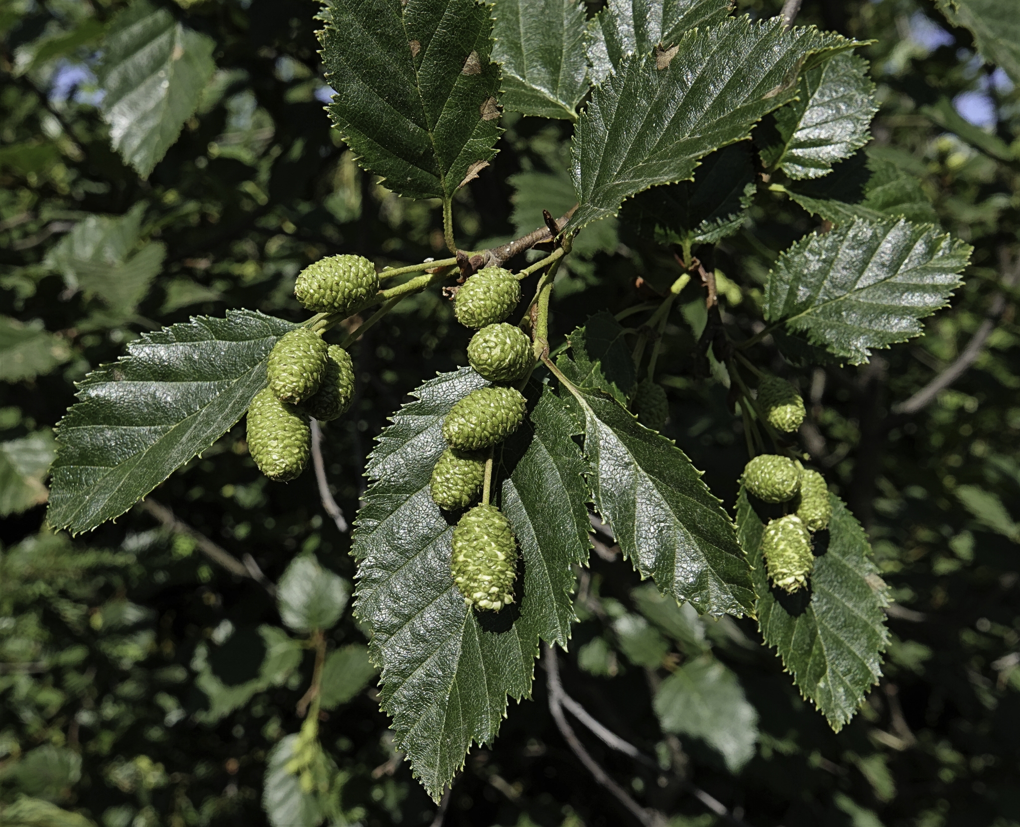 Alnus alnobetula ssp. sinuata
