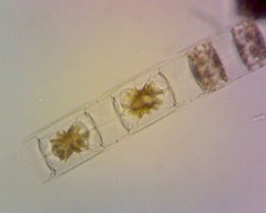 Lithodesmium