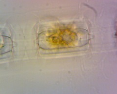 Lithodesmium