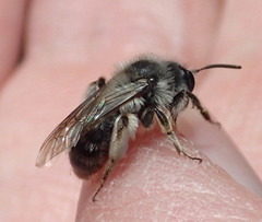 Andrena frigida