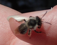 Andrena frigida