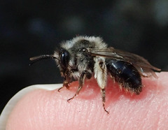Andrena frigida