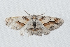 Stenoporpia macdunnoughi