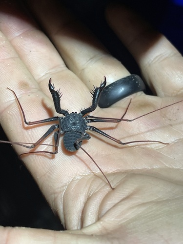 Arizona Tailless Whip Scorpion