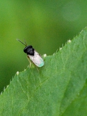 Eucharitinae