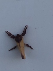 Monoleuca occidentalis