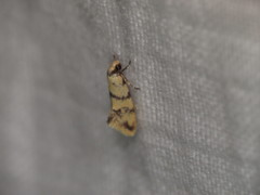 Psaroxantha calligenes