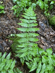 Dryopteris × neowherryi