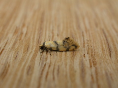 Psaroxantha calligenes