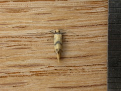 Psaroxantha calligenes