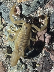 Paravaejovis spinigerus