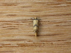 Psaroxantha calligenes