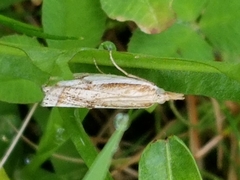 Crambus agitatellus