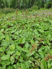 Rumex alpinus