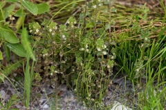 Euphrasia subarctica