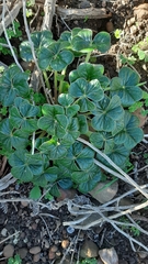 Oxalis strigosa