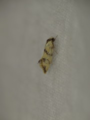 Psaroxantha calligenes