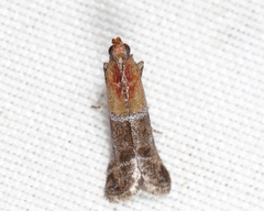 Moodna pallidostrinella