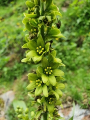 Veratrum lobelianum