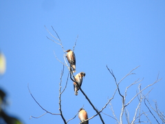 Saroglossa spilopterus