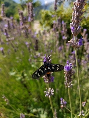 Amata ragazzii