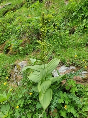 Veratrum lobelianum