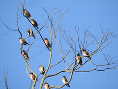 Saroglossa spilopterus