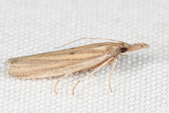 Bandera binotella