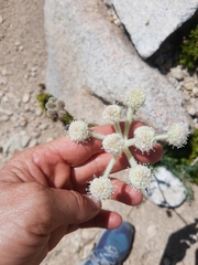 Angelica capitellata