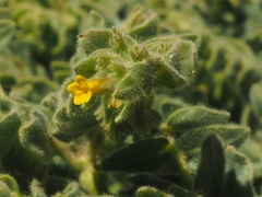 Alkanna orientalis