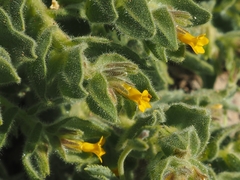 Alkanna orientalis