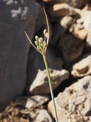 Allium hermoneum