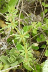 Galium parisiense