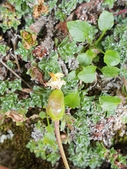 Pinguicula alpina